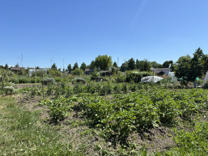 parcelle du jardin potager de Cabourg